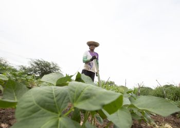 (Foto: Nivia Uchoa/Governo do Ceará)