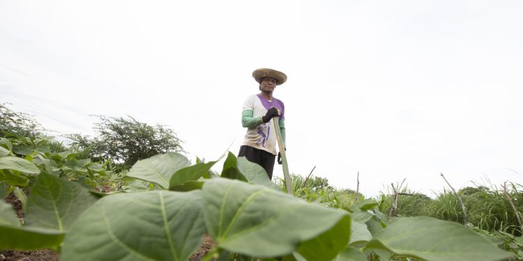 São José: fé, influência no clima e relação com o Ceará