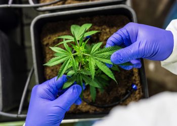 (Foto: Pfüderi/Pixabay)