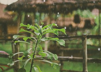 Aroma do sertão – Por Mirta Lourenço