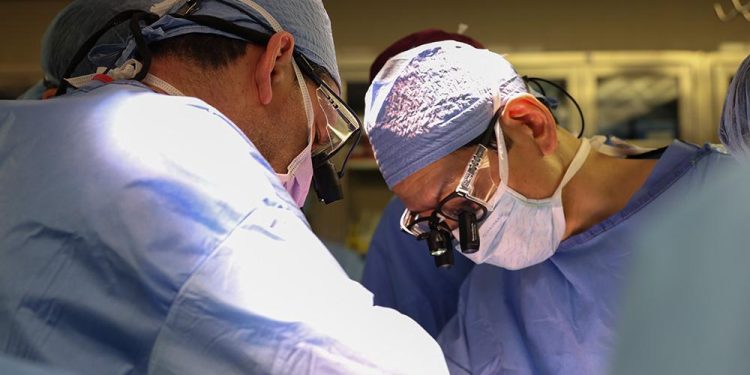 Médico brasileiro lidera 1º transplante de rim de porco em paciente vivo nos EUA