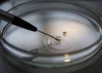 Larvas do mosquito transmissor da dengue (Foto: Marcelo Camargo/Agência Brasil)