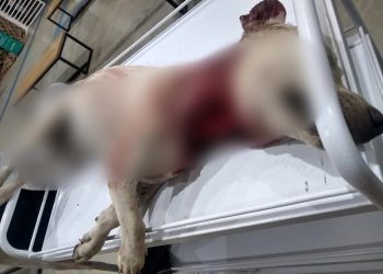 (Foto: Divulgação)