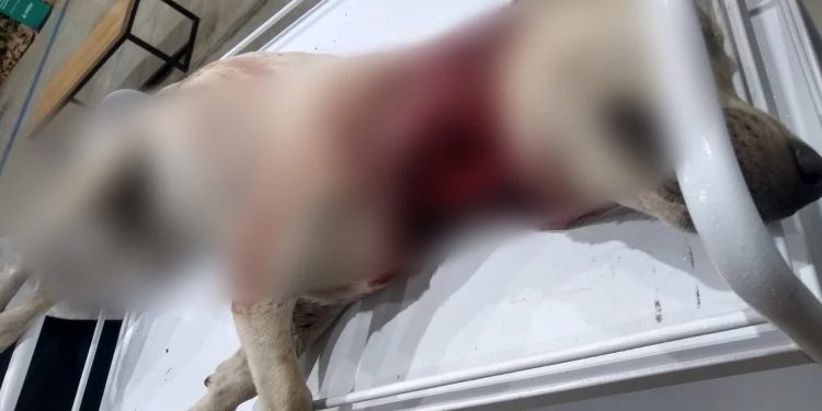 Professor é preso por maus tratos a animais em Juazeiro do Norte