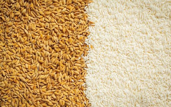 Polícia Federal instaura inquérito para investigar leilão de arroz importado