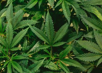 (Foto: Jeff W/Unsplash)