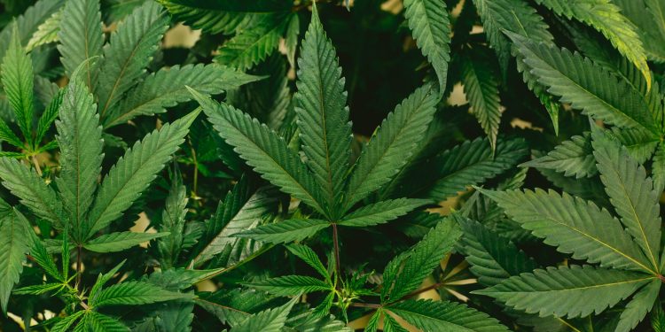 Entenda a decisão do STF sobre descriminalização do porte de maconha