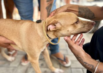 (Foto: Divulgação/Instituto Centec)