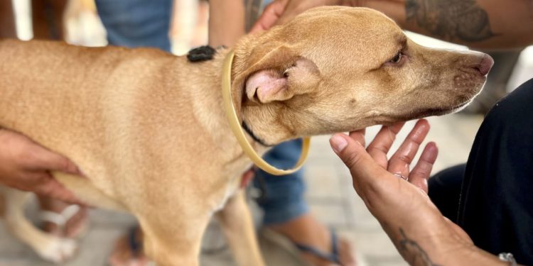 Programa distribui gratuitamente 6 mil coleiras antiparasitárias em todo o Ceará