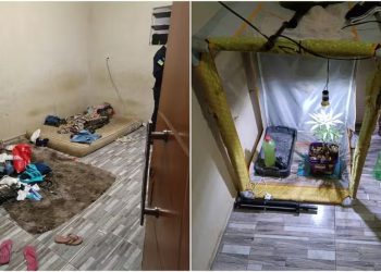 Casa de casal denunciado por suspeita de maus-tratos contra crianças tinha dois pés de maconha (Foto: Reprodução)