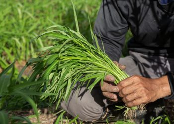 (Foto: jcomp/Freepik)