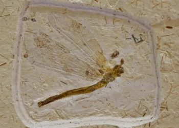 Site dos EUA anuncia venda de fósseis retirados no Ceará com preços que podem chegar a R$ 22 mil