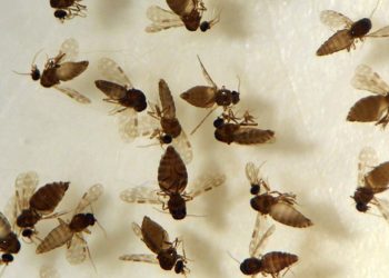 A doença é transmitida pelo mosquito conhecido como maruim, ou Culicoides paraensis (Foto: Coleção de Ceratopogonidae do IOC/Fiocruz)