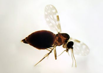 O tamanho pequeno é uma característica marcante do maruim, que mede cerca de 1,5 mm (Foto: Coleção de Ceratopogonidae do IOC/Fiocruz)