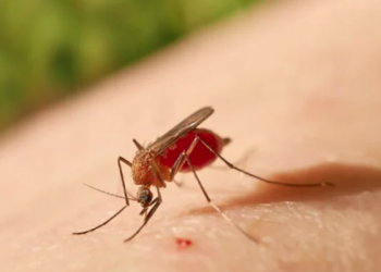 Transmissão da febre do Oropouche acontece principalmente por meio do vetor Culicoides paraensis, conhecido popularmente como maruim ou mosquito-pólvora (Foto: Reprodução/Internet)