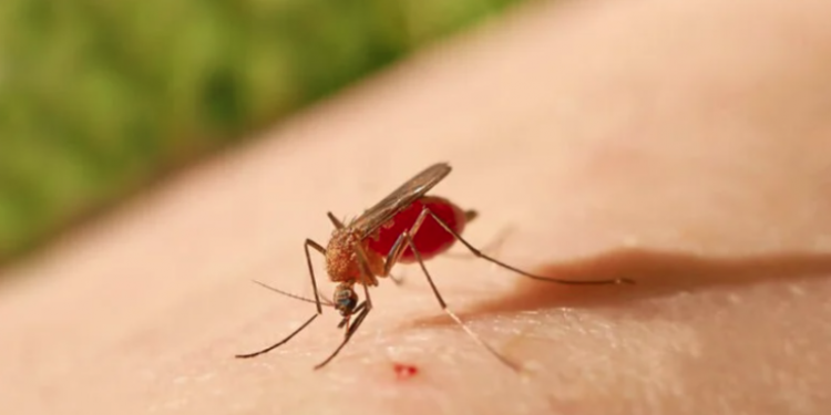 Febre do Oropouche: entenda o que é a doença que preocupa o Brasil