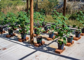 (Foto: Divulgação/Fatec Cariri)