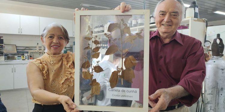 Uece desenvolve tratamento inovador para complicações do diabetes com óleo essencial e garante nova patente