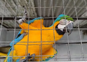 Arara-canindé está entre os animais resgatados em operação da Polícia Federal de combate ao tráfico internacional de aves (Foto: Divulgação/Polícia Federal)