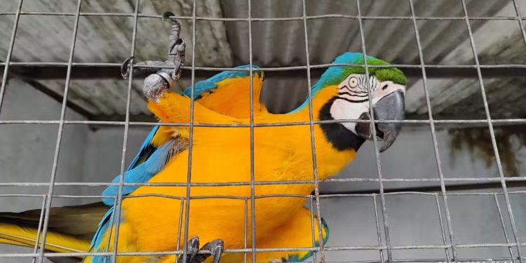 Polícia Federal realiza operação contra tráfico internacional de aves silvestres no Ceará e mais quatro estados