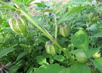 URCA sedia workshop sobre uso de plantas medicinais no tratamento de doenças infecciosas