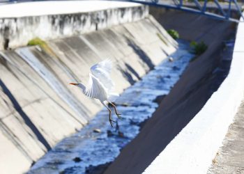 (Foto: Thiago Gaspar/Governo do Ceará)