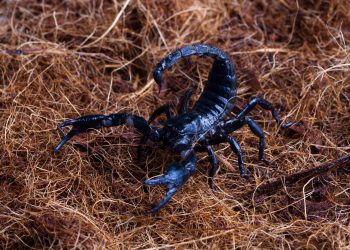 (Foto: kuritafsheen77/Freepik)