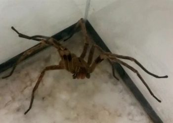 (Foto: Léo Rodrigues/Agência Brasil)