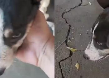 Cadela fica ferida após sofrer queimaduras com água fervendo, em Jucás (Foto: Reprodução)