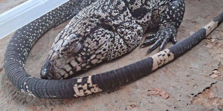 Polícia Militar resgata lagarto vítima de maus-tratos no Crato
