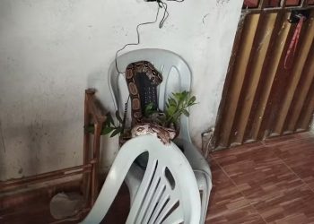 Polícia Militar resgata jiboia encontrada em cima de telefone fixo na Vila Lobo, em Crato (Foto: Divulgação/PMCE)