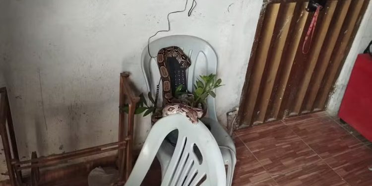 Crato: Jiboia é encontrada enrolada em telefone de casa e polícia faz resgate
