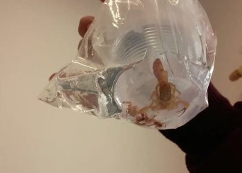 (Foto: Agência Brasil)