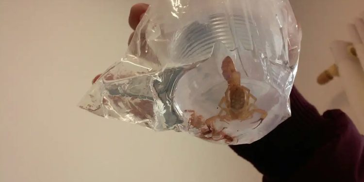 Acidentes com escorpião somam mais de 202 mil notificações em 2023