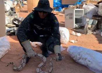 Jiboia de 1,5m é resgatada em associação de catadores de materiais recicláveis em Juazeiro do Norte (Foto: Reprodução)