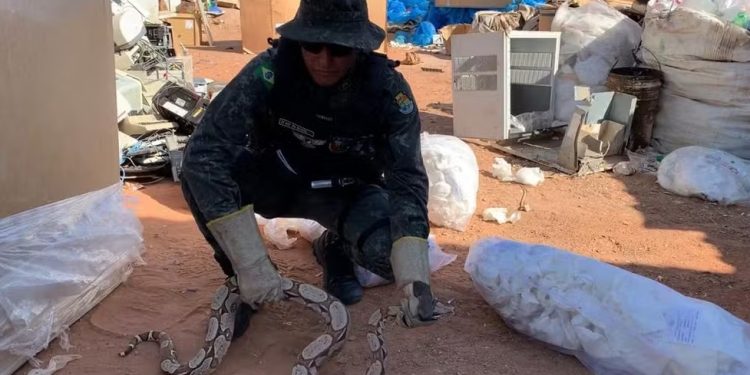 Jiboia de 1,5 metro é resgatada em associação de catadores de materiais recicláveis em Juazeiro do Norte