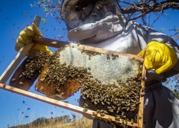 (Foto: CNA/Wenderson Araujo/Trilux)