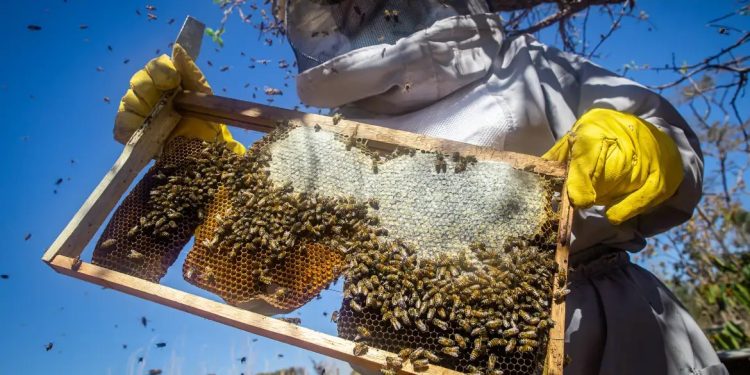 Cidade do Cariri lidera produção de mel no Brasil e fortalece apicultura com destaque nacional