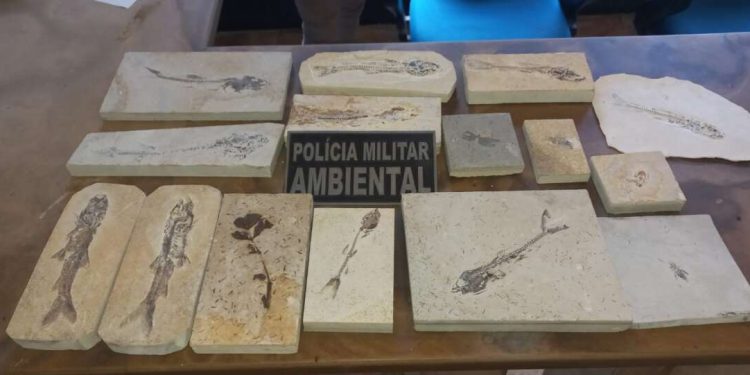 BPMA recolhe 15 fósseis durante fiscalizações em pedreiras de Nova Olinda e Santana do Cariri