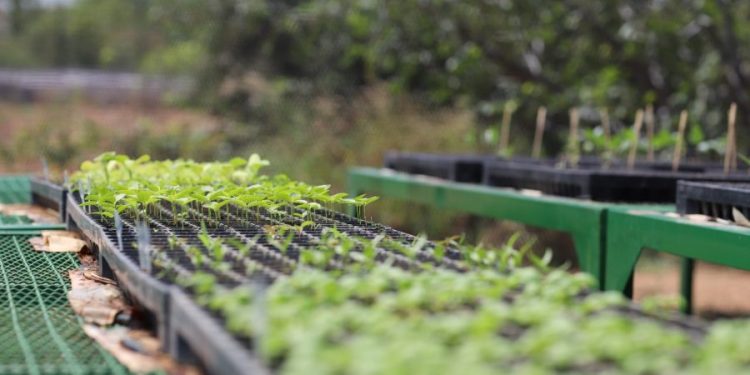 UFCA abre inscrições para mestrado acadêmico em desenvolvimento regional sustentável