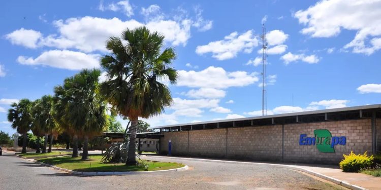 Embrapa prorroga inscrições para concurso com 1.027 vagas e salários de até R$ 12,8 mil; confira o novo prazo