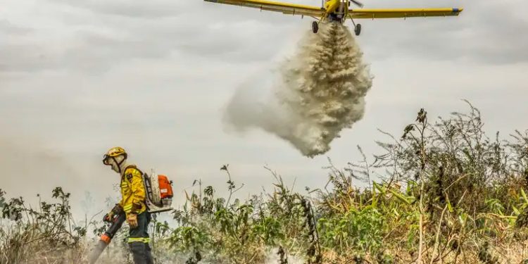 Concurso do Ibama terá 460 vagas com salários de R$ 9,9 mil; confira edital