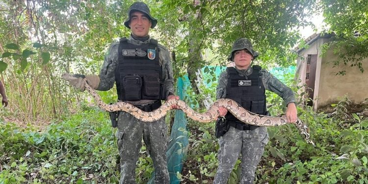Jiboia de 2,5 metros é resgatada próximo a capela em Juazeiro do Norte