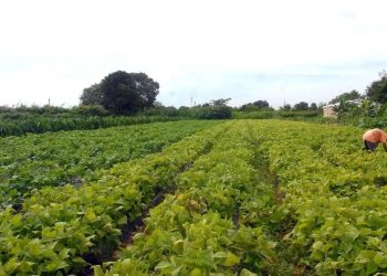 O crescimento foi puxado pela agropecuária, que avançou 12,2% (Foto: Elza Fiúza/Agência Brasil/Arquivo)