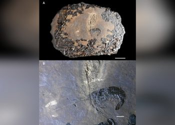 (Foto: Divulgação/URCA)