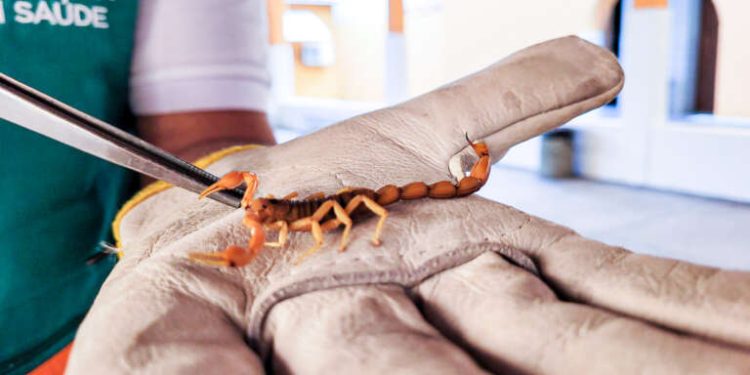 Ceará registra 749 acidentes com escorpiões em 2024; casos aumentam no período chuvoso