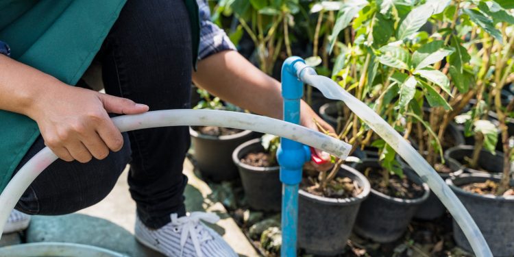 Sítio Urbano do Gesso lança campanha para doação de mangueiras de irrigação
