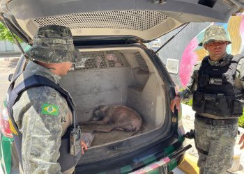 Animal foi acolhido e levado para a UPAA por policiais (Foto: Divulgação/PMCE)