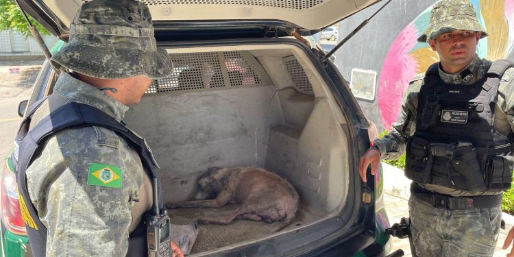 Cachorro resgatado de lamaçal no Crato é salvo por policiais militares