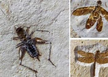 (Foto: Divulgação/MPF)